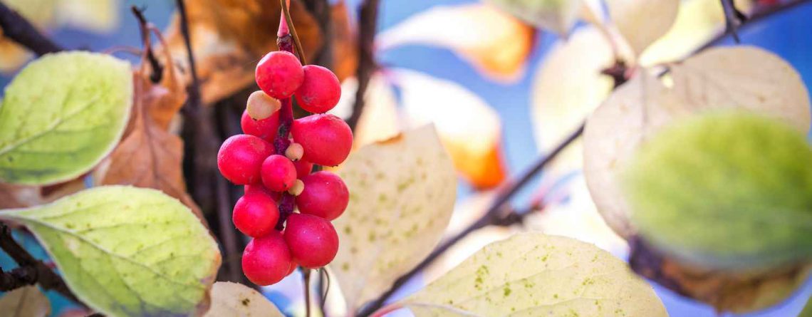 Bacche di Schisandra Matura da inserire nell'Estrattore di Frutta