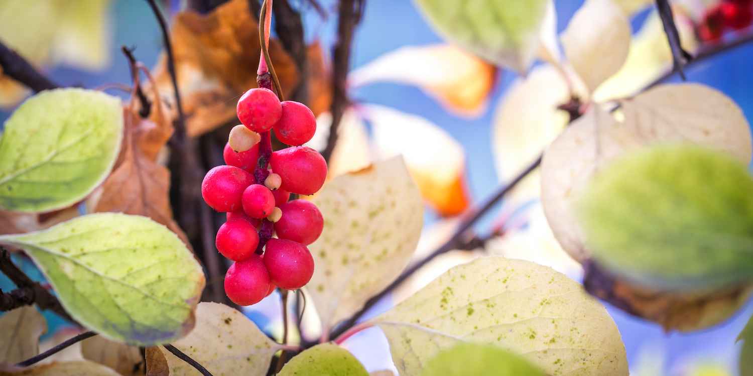 Bacche di Schisandra Matura da inserire nell'Estrattore di Frutta