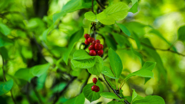 Bacche fresche di schisandra