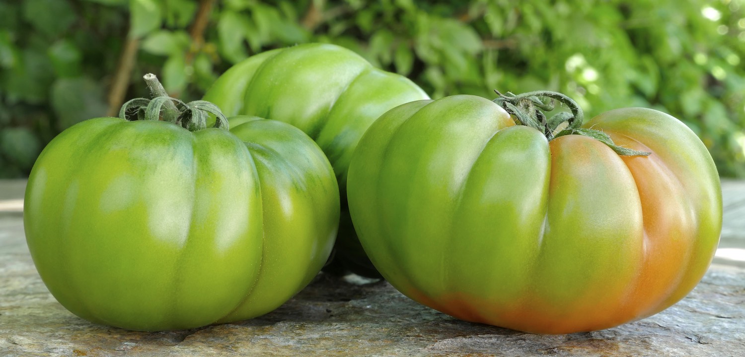 Pomodori Marinda Verdi